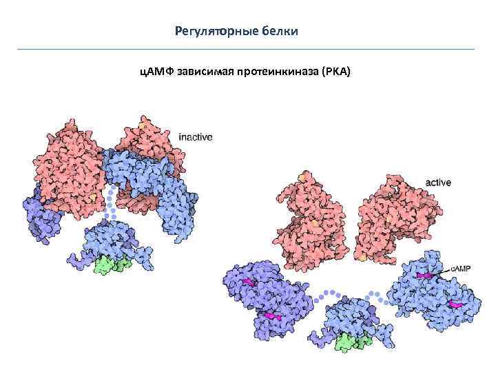 Регуляторные белки ц. АМФ зависимая протеинкиназа (PKA) 