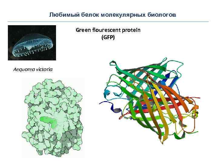 Любимый белок молекулярных биологов Green flourescent protein (GFP) Aequorea victoria 