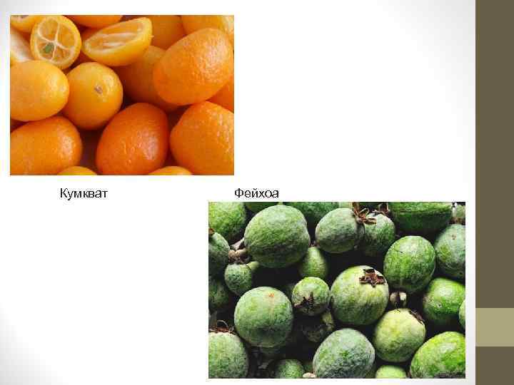 Кумкват Фейхоа 