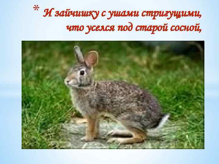 * И зайчишку с ушами стригущими, что уселся под старой сосной, 