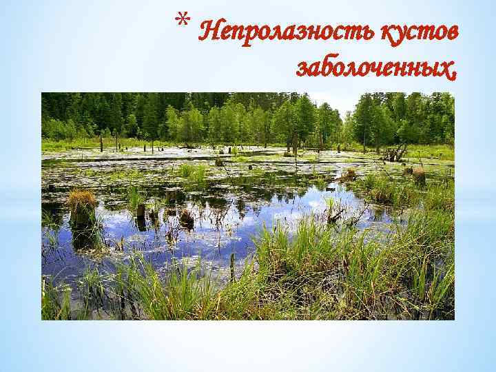 * Непролазность кустов заболоченных, 