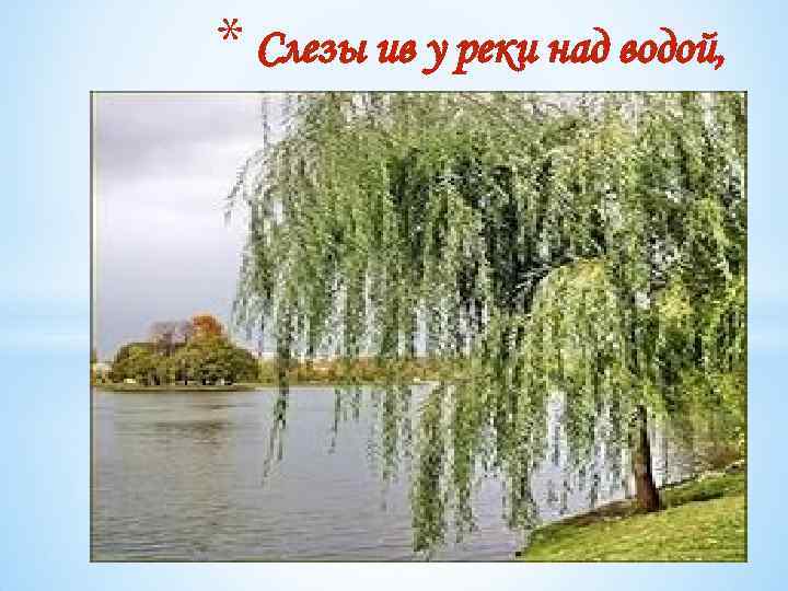 * Слезы ив у реки над водой, 