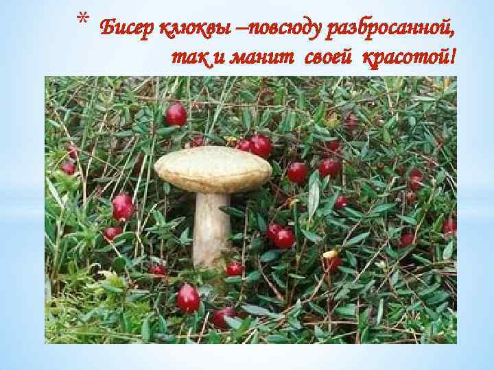 * Бисер клюквы –повсюду разбросанной, так и манит своей красотой! 