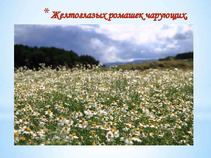 * Желтоглазых ромашек чарующих, 