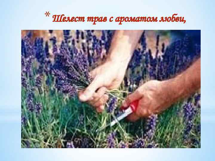 * Шелест трав с ароматом любви, 