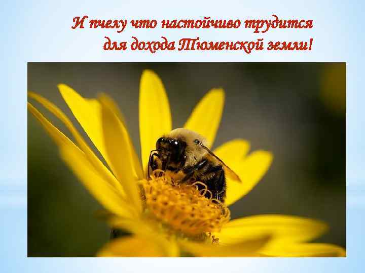 И пчелу что настойчиво трудится для дохода Тюменской земли! 