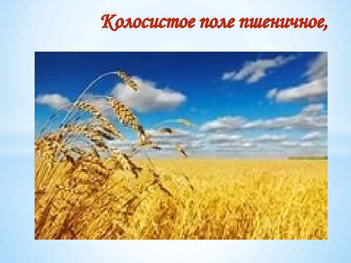 Колосистое поле пшеничное, 