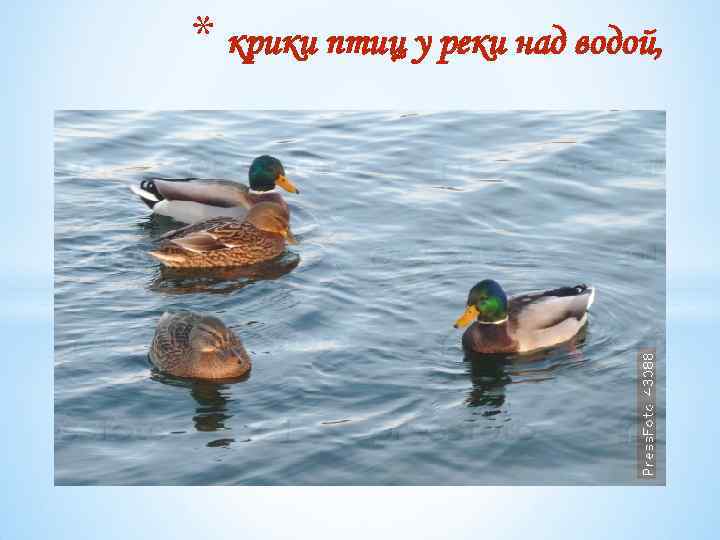 * крики птиц у реки над водой, 