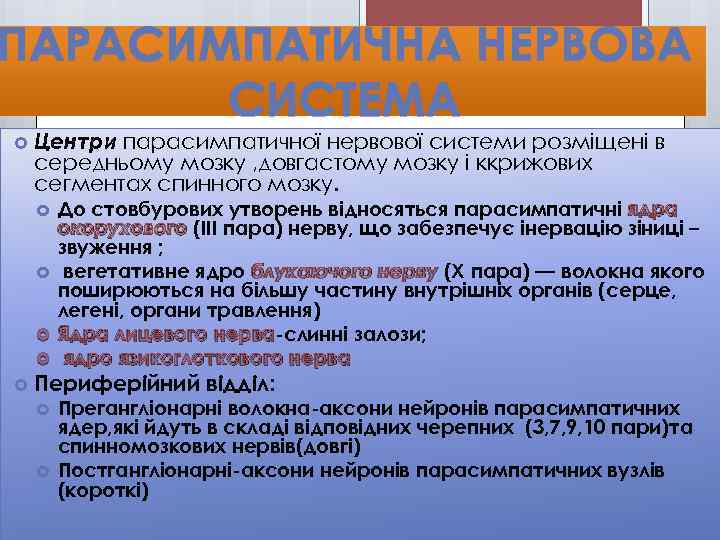  Центри парасимпатичної нервової системи розміщені в середньому мозку , довгастому мозку і ккрижових