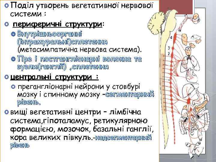  Поділ утворень вегетативної нервової системи : периферичні структури: Внутрішньоорганні (інтрамуральні)сплетення (метасимпатична нервова система).