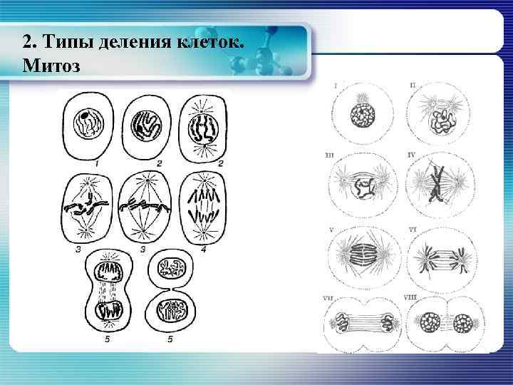 2. Типы деления клеток. Митоз 