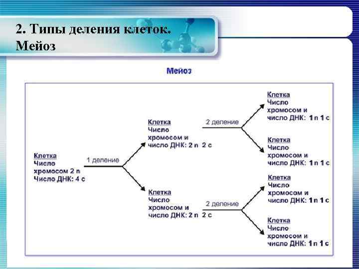 2. Типы деления клеток. Мейоз 