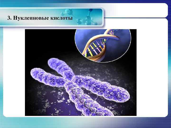 3. Нуклеиновые кислоты 