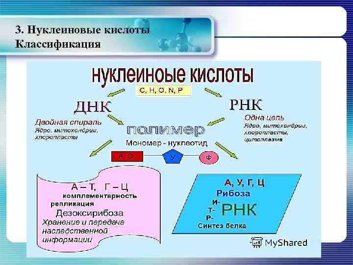3. Нуклеиновые кислоты Классификация 