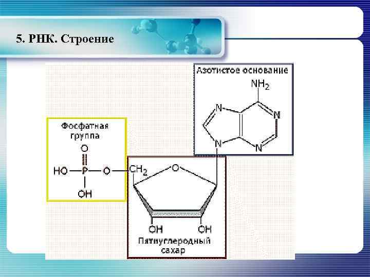 5. РНК. Строение 