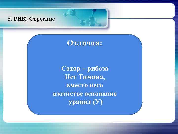 5. РНК. Строение Отличия: Сахар – рибоза Нет Тимина, вместо него азотистое основание урацил