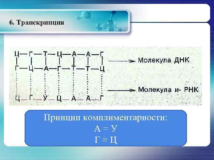 6. Транскрипция Принцип комплиментарности: А=У Г≡Ц 