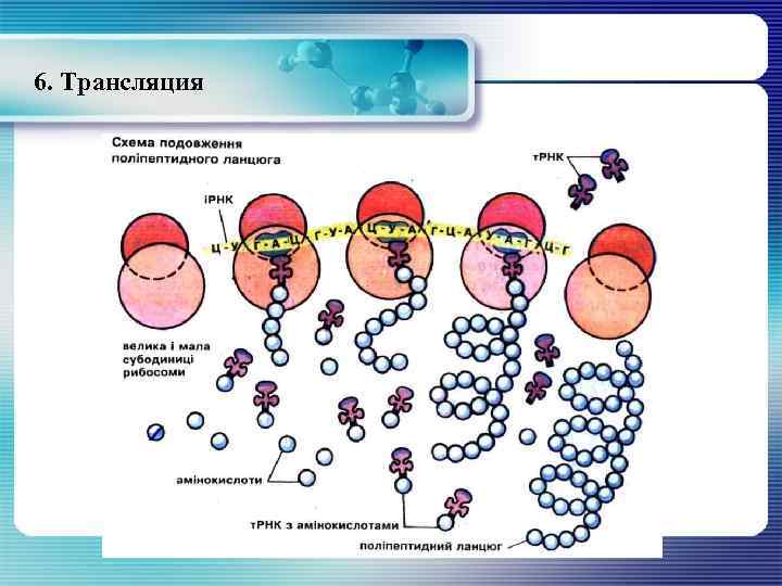 6. Трансляция 