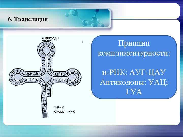 6. Трансляция Принцип комплиментарности: и-РНК: АУГ-ЦАУ Антикодоны: УАЦ; ГУА 