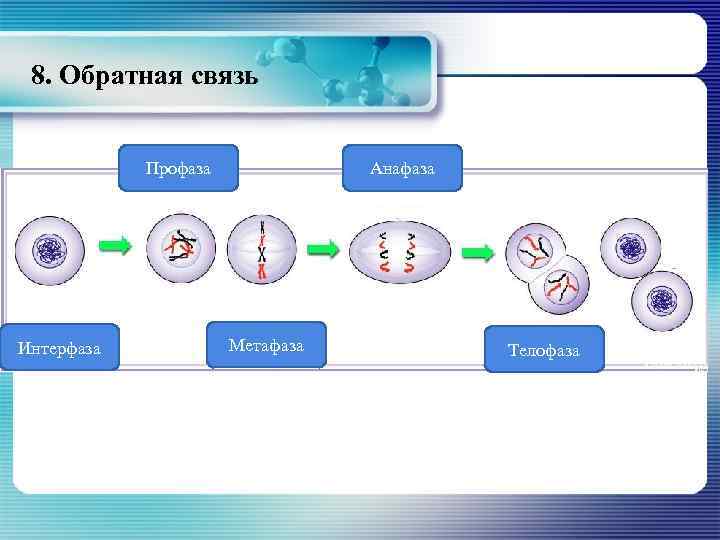 Интерфаза телофаза