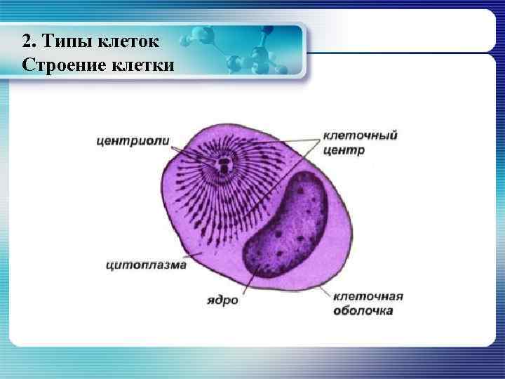 2. Типы клеток Строение клетки 