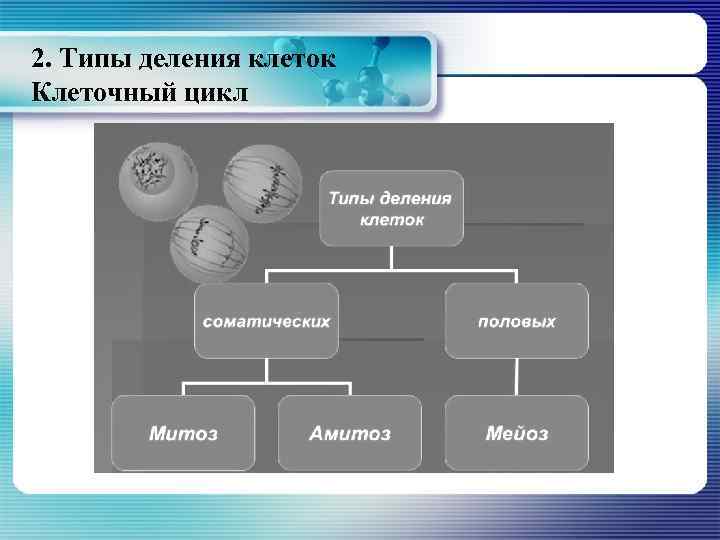 2. Типы деления клеток Клеточный цикл 