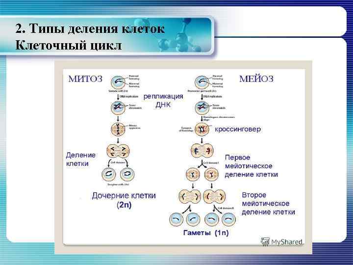 2. Типы деления клеток Клеточный цикл 