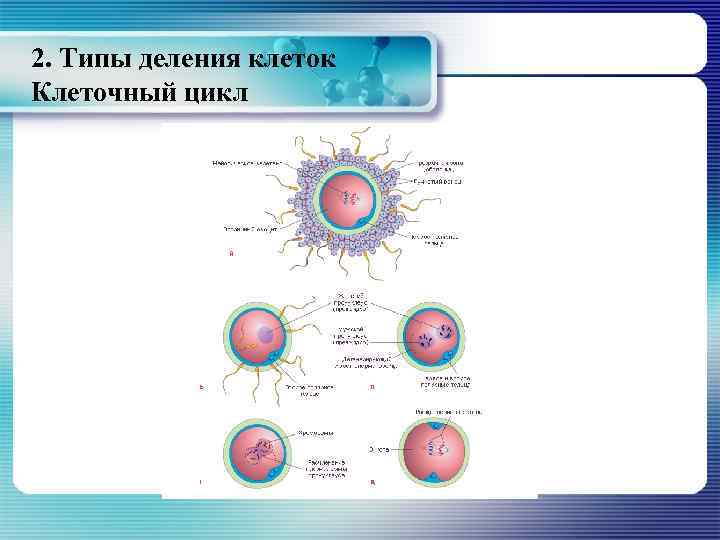 2. Типы деления клеток Клеточный цикл 