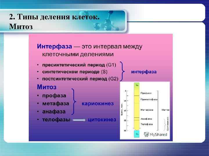2. Типы деления клеток. Митоз 