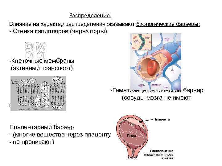 Распределение. Влияние на характер распределения оказывают биологические барьеры: - Стенка капилляров (через поры) -Клеточные