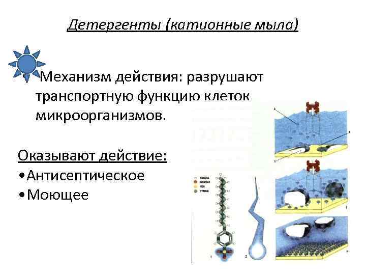 Детергенты (катионные мыла) • Механизм действия: разрушают транспортную функцию клеток микроорганизмов. Оказывают действие: •