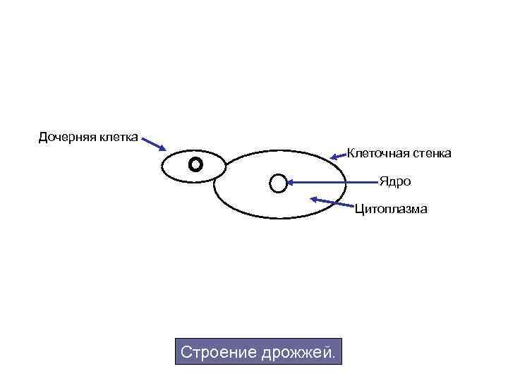 Дочерняя клетка Клеточная стенка Ядро Цитоплазма Строение дрожжей. 