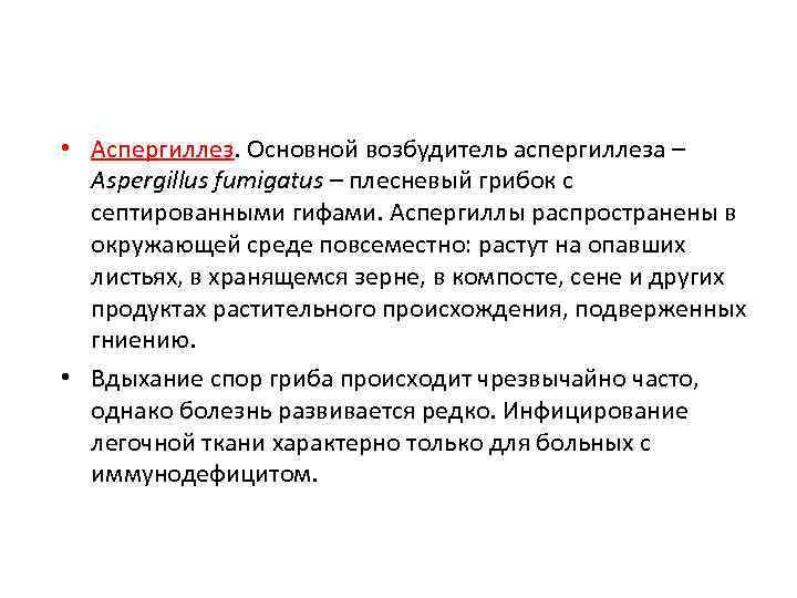 • Аспергиллез. Основной возбудитель аспергиллеза – Aspergillus fumigatus – плесневый грибок с септированными
