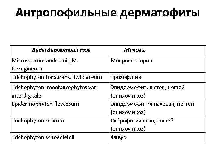 Антропофильные дерматофиты Виды дерматофитов Микозы Microsporum audouinii, M. ferrugineum Trichophyton tonsurans, T. violaceum Микроскопория