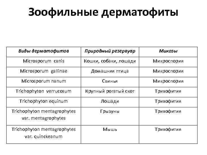 Зоофильные дерматофиты Виды дерматофитов Природный резервуар Микозы Microsporum canis Кошки, собаки, лошади Микроспория Microsporum