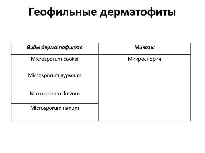 Геофильные дерматофиты Виды дерматофитов Микозы Microsporum cookei Микроспория Microsporum gypseum Microsporum fulvum Microsporum nanum