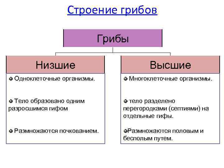 Строение грибов Грибы Низшие Высшие Одноклеточные организмы. Многоклеточные организмы. Тело образовано одним разросшимся гифом