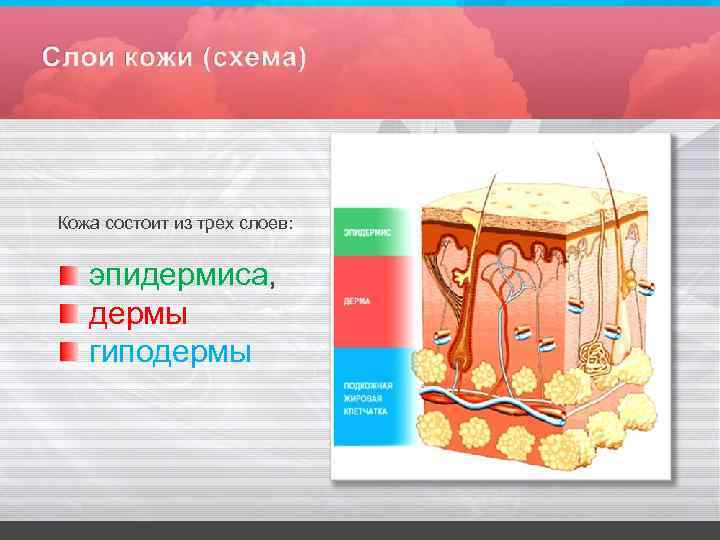 Кожа состоит из трех слоев: эпидермиса, дермы гиподермы 