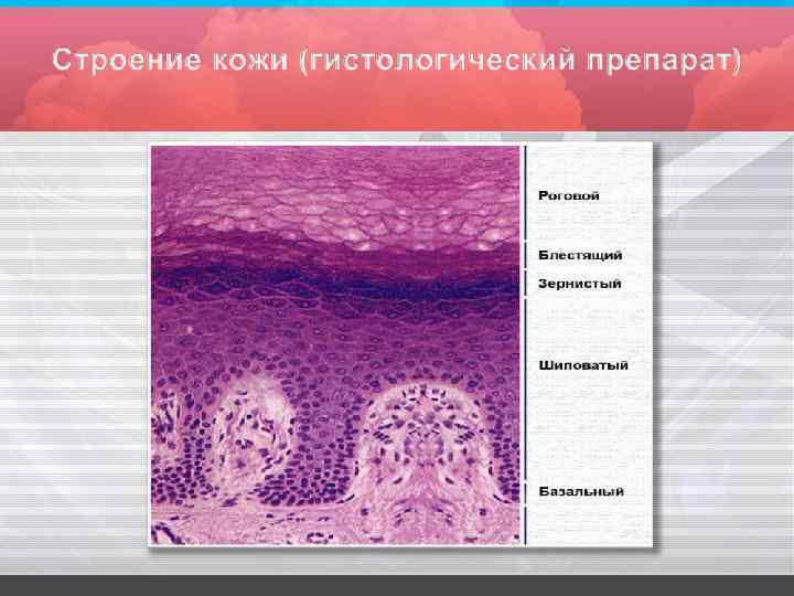 Кожа гистология. Строение кожи гистология. Структура кожи гистология. Гистологический препарат кожи.