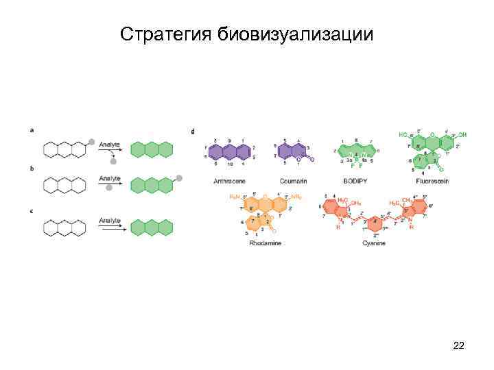 Стратегия биовизуализации 22 