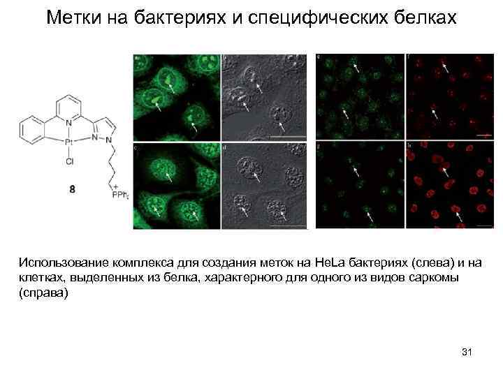 Метки на бактериях и специфических белках Использование комплекса для создания меток на He. La