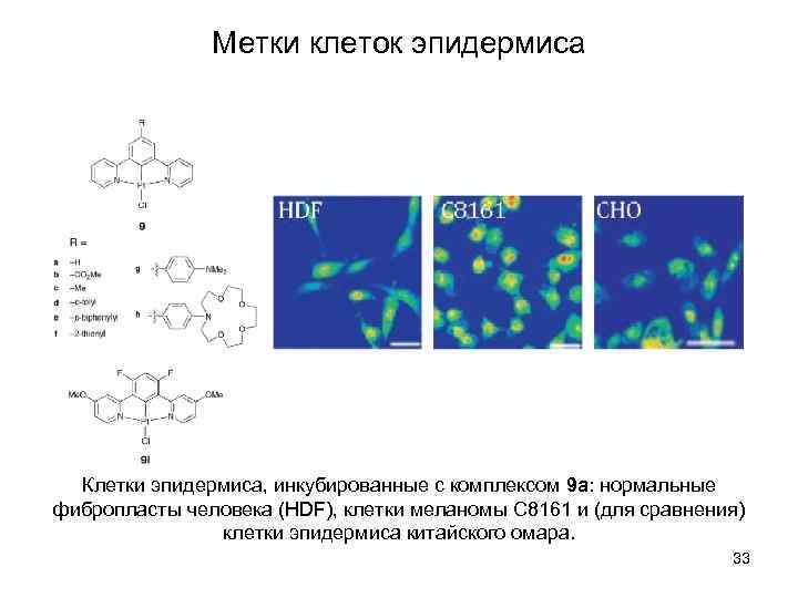 Метки клеток эпидермиса Клетки эпидермиса, инкубированные с комплексом 9 а: нормальные фибропласты человека (HDF),