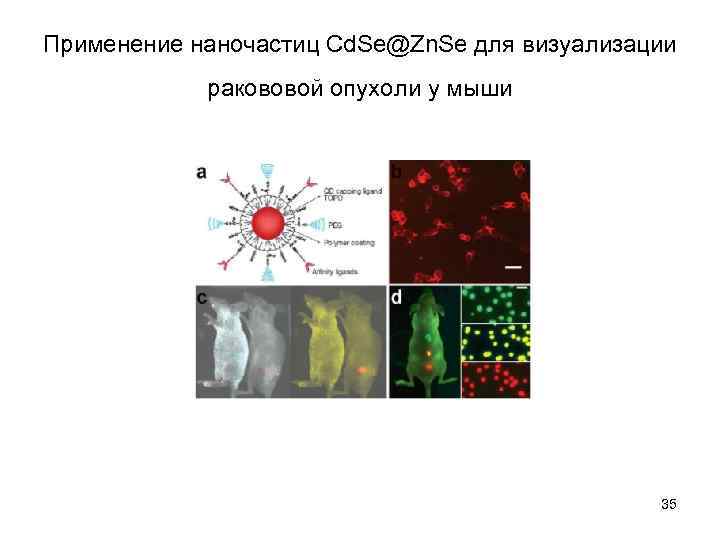 Применение наночастиц Сd. Se@Zn. Se для визуализации ракововой опухоли у мыши 35 