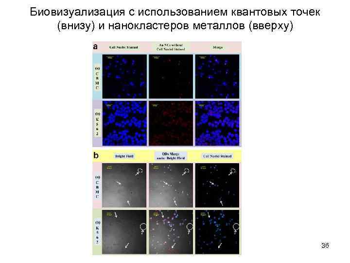 Биовизуализация с использованием квантовых точек (внизу) и нанокластеров металлов (вверху) 36 
