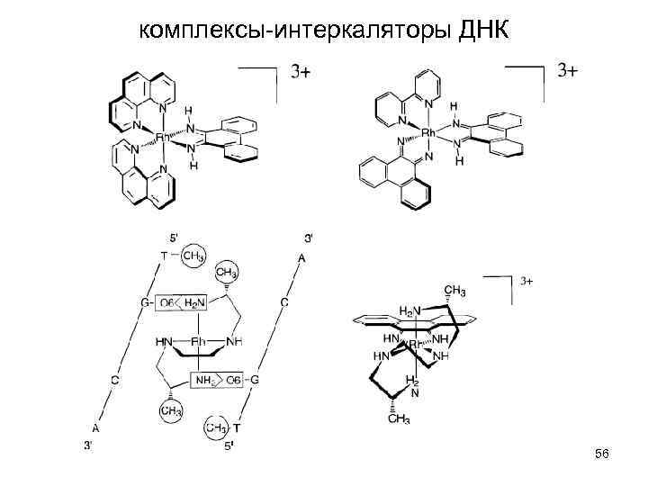 комплексы-интеркаляторы ДНК 56 
