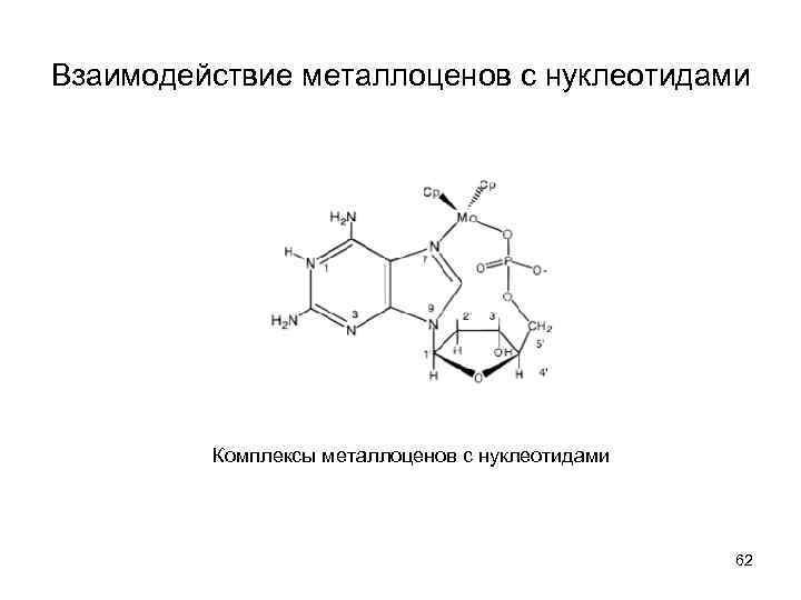 Взаимодействие металлоценов с нуклеотидами Комплексы металлоценов с нуклеотидами 62 