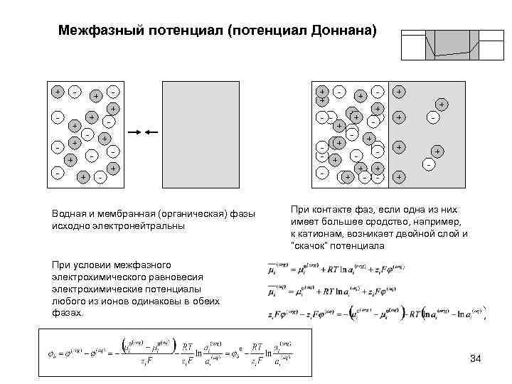 Межфазный потенциал (потенциал Доннана) + - + + - - - + - Водная