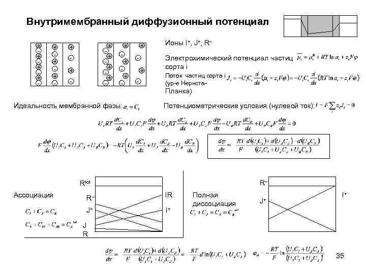 Внутримембранный диффузионный потенциал + + - + + + - - - + +