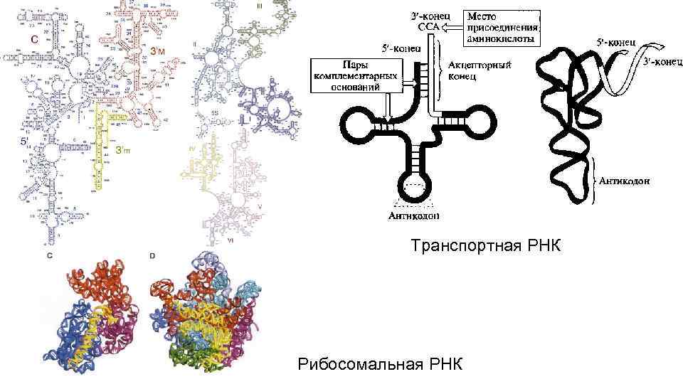 Молекулярная биология в схемах и таблицах