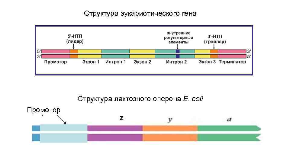 Строение гена